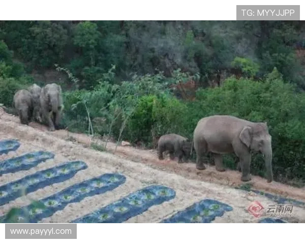 ag贵宾厅登录线路最新安全稳定确保顺畅体验指南