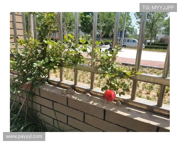 开云官方在线登录页面最新更新版本及安全保障措施分析